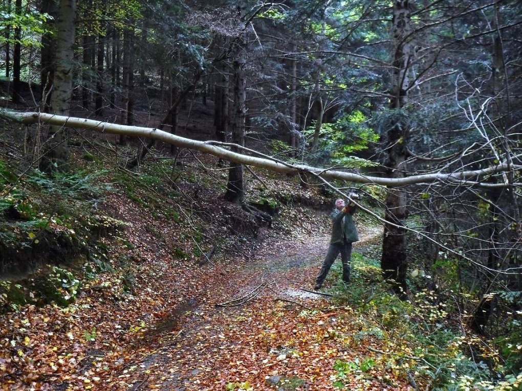 Branches cassées : beaucoup de chemins à dégager