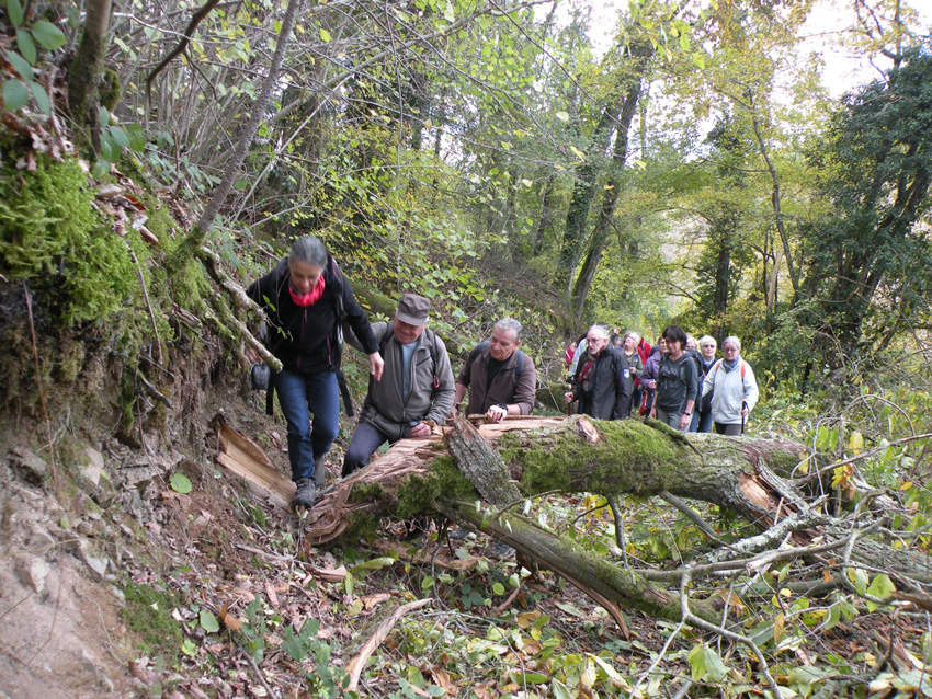 Branches cassées : beaucoup de chemins à dégager