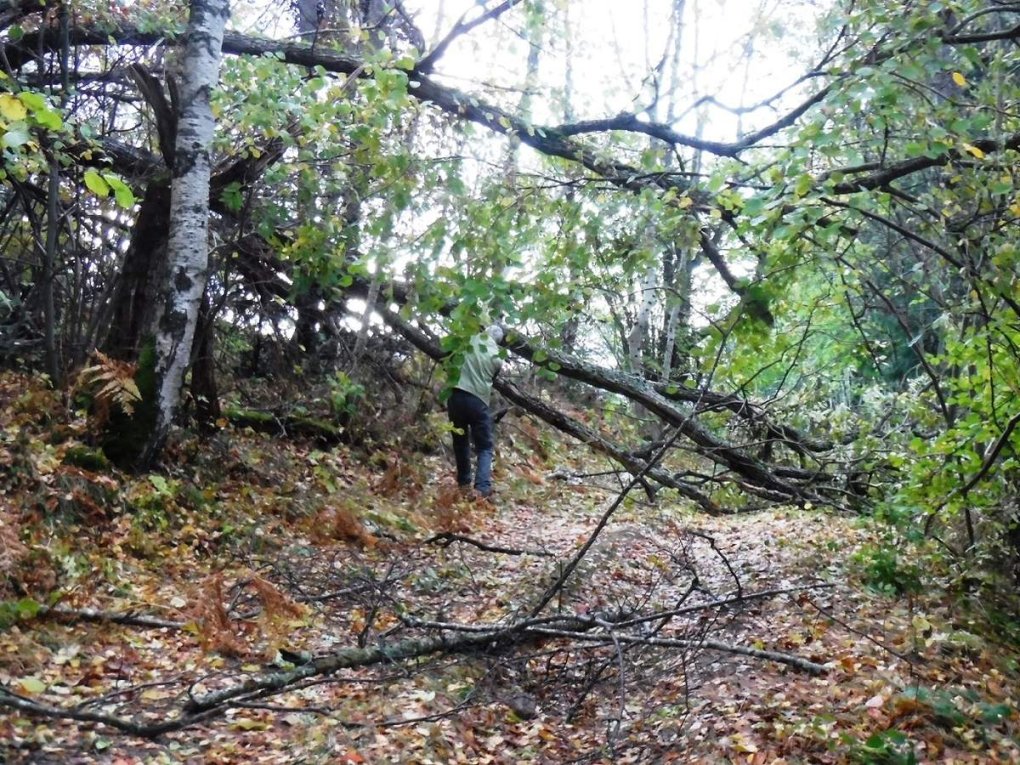 Branches cassées : beaucoup de chemins à dégager